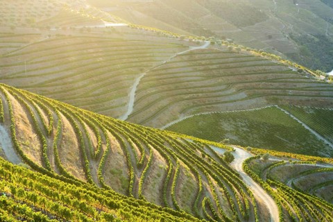 Green Douro Valley at Sunset. Golden Hour. Vineyards and Terraces. Portugal. Grape Harvest Season