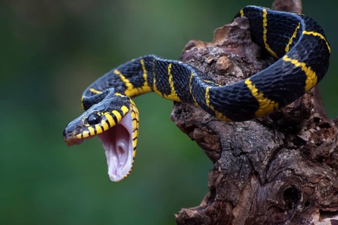 The gold-ringed cat snake in attacking position