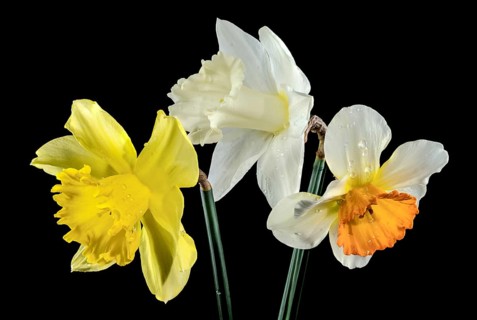 Beautiful blooming White and yellow narcissus flowers isolated on a black background. Flower head