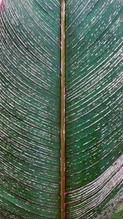 Close-up of a large variegated cigar plant or Calathea lutea leaf with pink veins and white