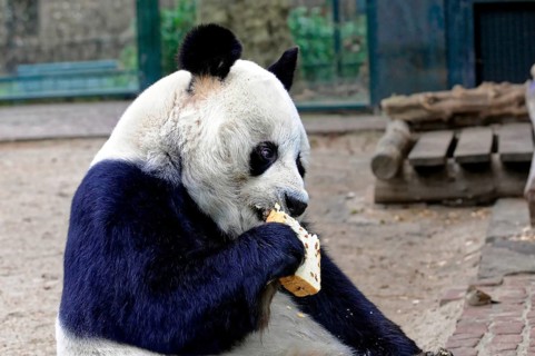 Giant Panda, ailuropoda melanoleuca, A sitting panda in the zoo eating a piece of bread. Relaxed