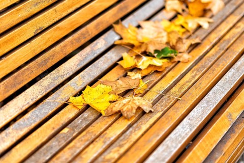 Colourful foliage in autumn in Europe