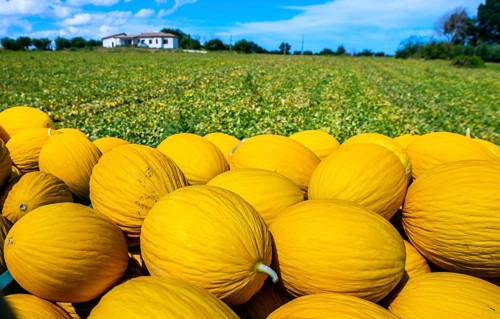 Canary yellow melons from the farm. Sunny day. Pile of melons in the plantation