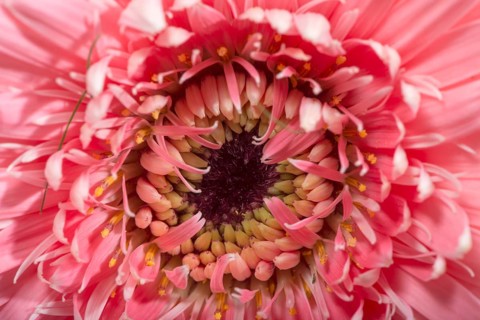 Pink gerbera flower blossom