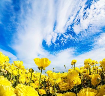 Sea of flowers. Bright beautiful multi-colored garden buttercups grow in a kibbutz field with a