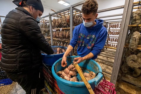 Can Ferrerico sausage dryer, Porreres, Mallorca, Balearic Islands, Spain