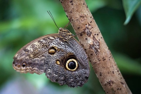 Owl Butterfly (caligo memnon)