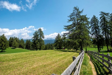 Pasture with larches on the Salten