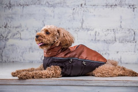 Small funny dog of brown colour with curly hair of toy poodle breed posing in clothes for dogs.