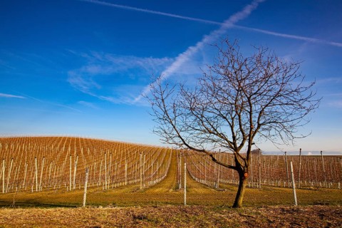 Apple Orchard Rows in spring. Fruit trees over bright blue sky. Apple orchard park by dawn early