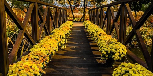 Wooden footbridge over a pond with pots of yellow daisies lining each side of the walkway, South