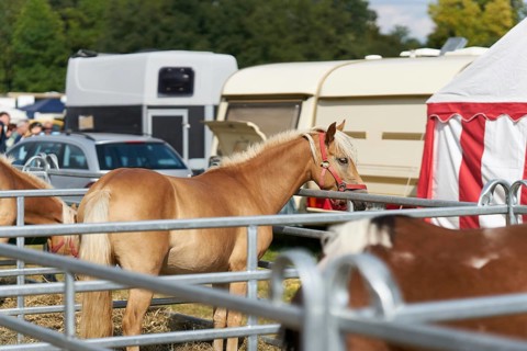 Horse for sale at the annual horse market in Havelberg in Germany