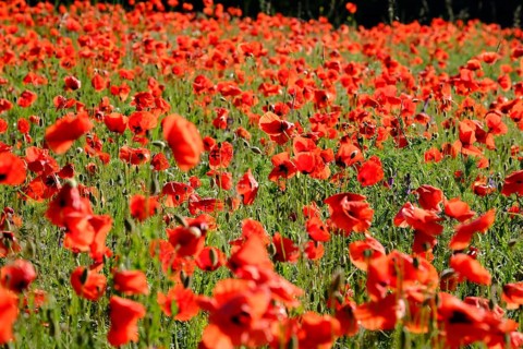 Poppy, poppy seed, papaver