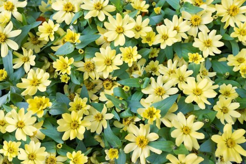 A lot of yellow flowers - daisies on grassland