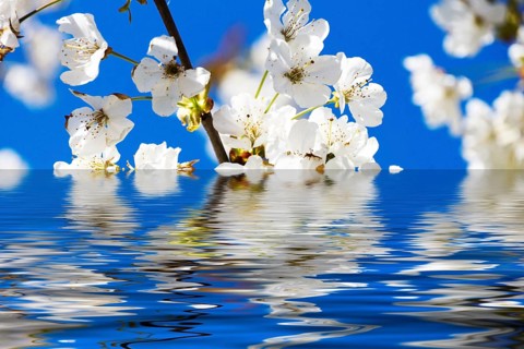 Cherry blossoms with reflection in the water and white flowers with sun and blue sky