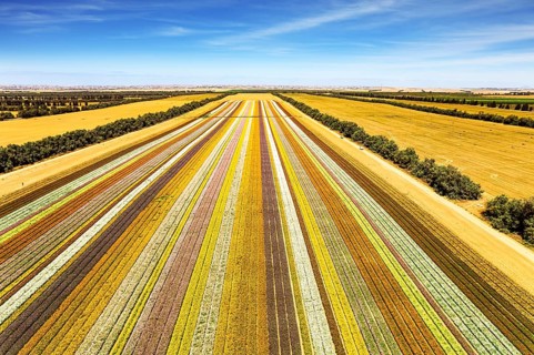 Spectacular photos taken by drone. Magnificent flower field. Southern Israel on the border with the