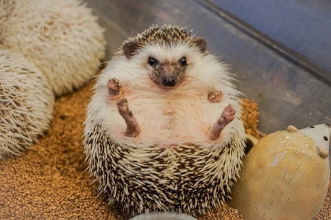 Cute image of hedgehog (Four-toed hedgehog). Shooting Location: Tokyo metropolitan area