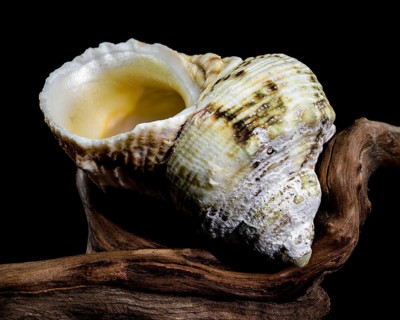 Close-up of a Turbo argyrostomus shell placed on textured wood with a black background,