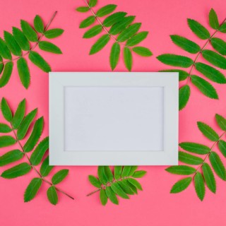 Creative flat lay top view white frame mock up with fresh green rowan tree leaves on bright pink