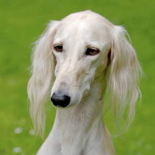Typical white Saluki dog on a green grass lawn