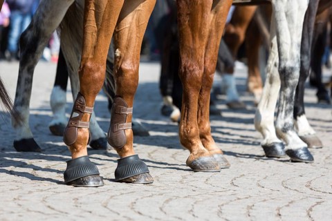 The legs of horses of Horse police units. Policemen and policewomen are participating in a parade