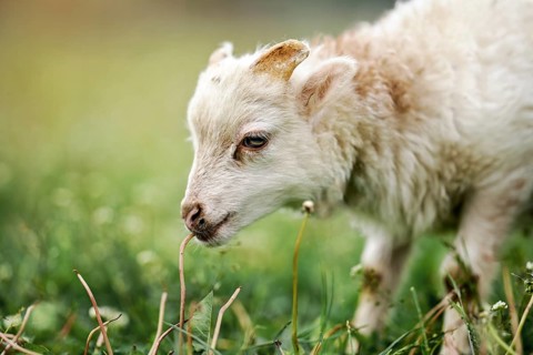 Young ouessant sheep or lamb, closeup detail on head, blurred green meadow background, Liptovsky