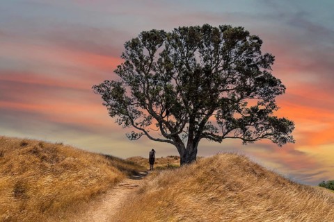 A hiker hiking on a hill passing a big tree, a scenic sky above her