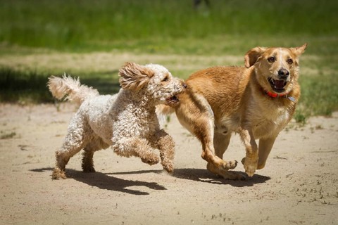 A Labradoodle and a Labrador run through the sand together and chase each other