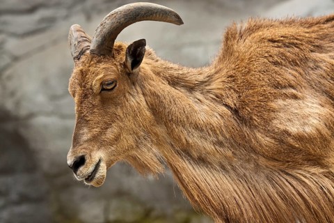 Maned sheep, Ammotragus lervia, Maned sheep, Barbary sheep, Aoudad