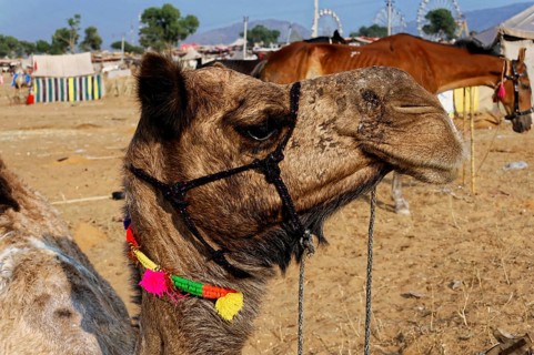 Camel market, fair, people, wedding market, animals, desert town Pushkar, (Pushkar Camal Fair), A