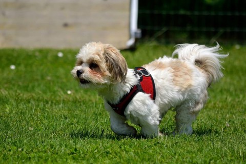 Puppy runs freely in a green meadow