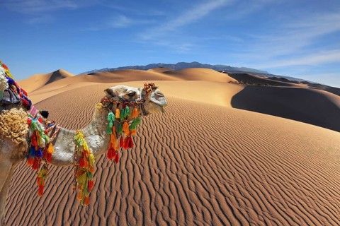 The magnificent Arabian camel in the desert sand. Dromedary decorated with picturesque harness and