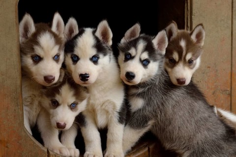 Husky puppy quintet looks trustingly at the camera
