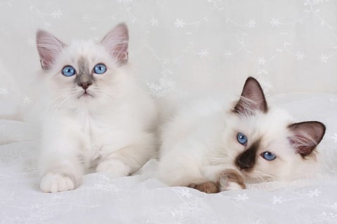 SACRED BIRMAN CAT, SACRED CAT OF BIRMA, BIRMAN CAT, LITTER, BLUE-POINT, SEAL-POINT