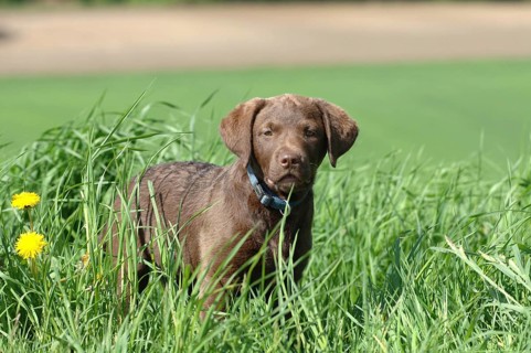 Chesepeakbay Retriever, puppy, brown, grass, dandelion