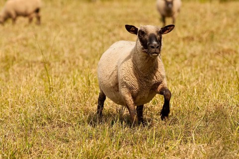Freshly shorn grazing sheep in a meadow