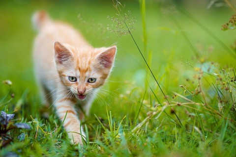 Portrait of a red kitten in the garden. Red kitten with green eyes and with big ears. Animal baby