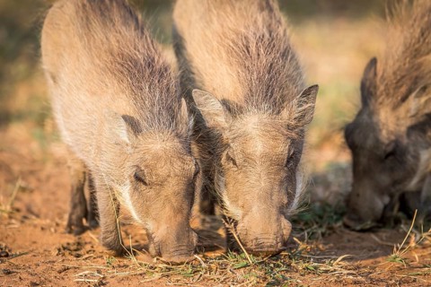 Close up of eating Warthogs in the Pilanesberg National Park, South Africa