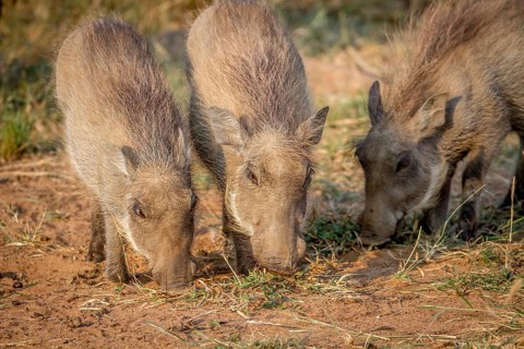 Group of Warthogs eating grass in the Pilanesberg National Park, South Africa