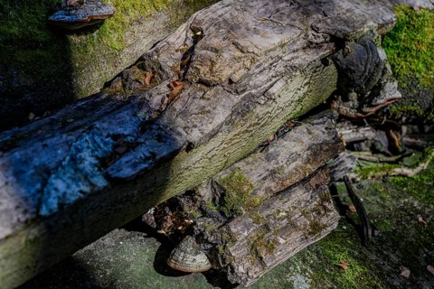 Weathered tree trunks with moss and textures in the forest, Höllbachtal, Upper Palatinate