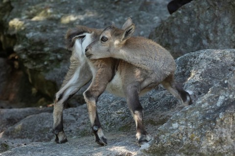 Ibex young animal standing on rock looking back left
