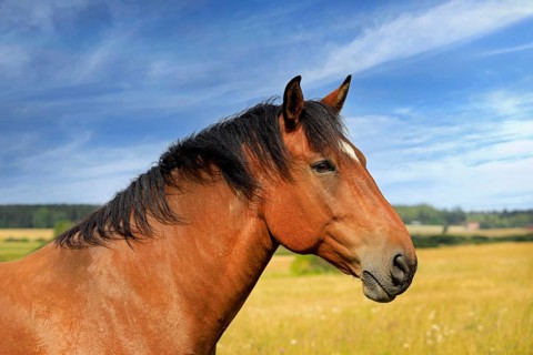 Beautiful bay horse in field on a beautiful day of late summer, seen in profile