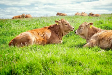 An image of some nice irish cows