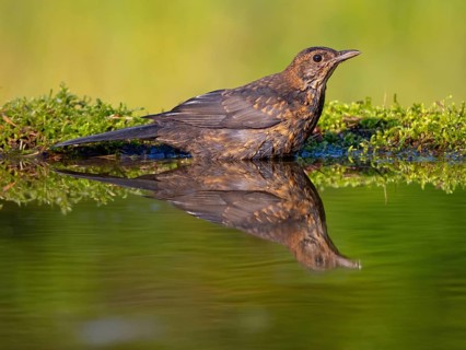 Blackbird (Turdus merula), one, individual, biotope, habitat, perch, water body, garden, Neuhofen,