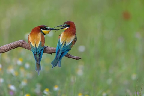 Bee-eater, (Merops apiaster), pair, perch, Tiszaalp-r, Kiskuns-gi National Park, B-cs-Kiskun,