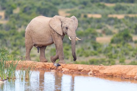 African elephant, (Loxodonta african), Addo Elephant National Park, Addo Camp, Western Cape, South