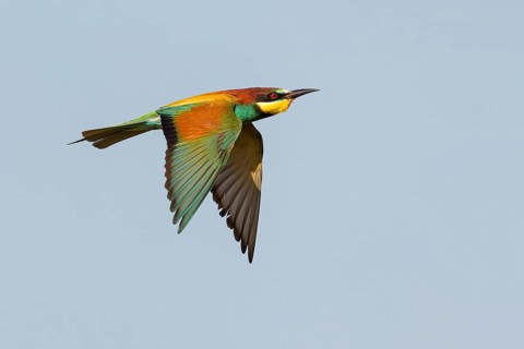 Bee-eater, (Merops apiaster), flight photo, Tiszaalp-r, Kiskuns-gi National Park, B-cs-Kiskun,