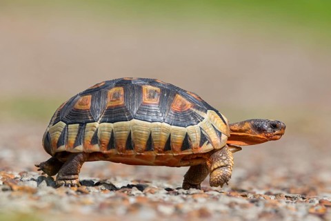 Africa, South Africa, African beaked tortoise, (Chersina angulat), Angulate tortoise, Reptile,