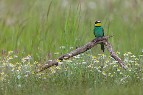 Bee-eater, (Merops apiaster), perch, individual, lateral, Tiszaalpár, Kiskunsági National Park,