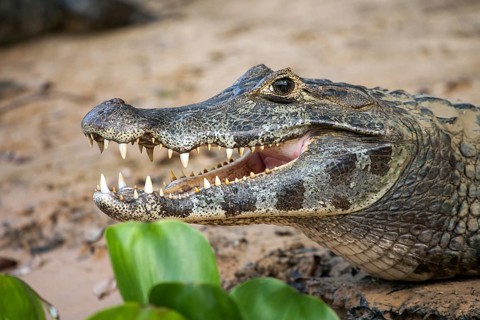 Yacare caiman (Caiman yacare), Brazil, Pantanal, Pantanal, South America